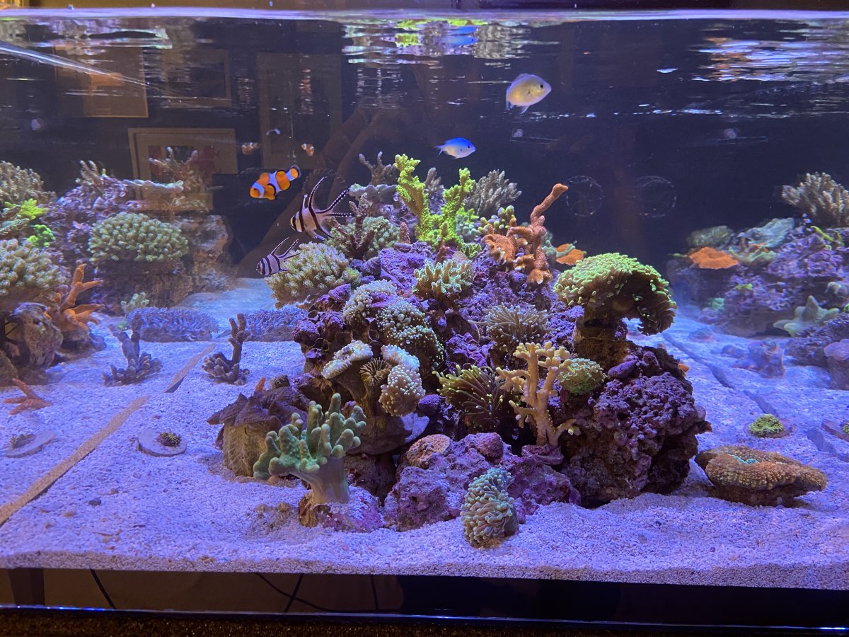 Build Thread - Shawn's Custom 48x24x14 Shallow Reef Build | Page 4 ...