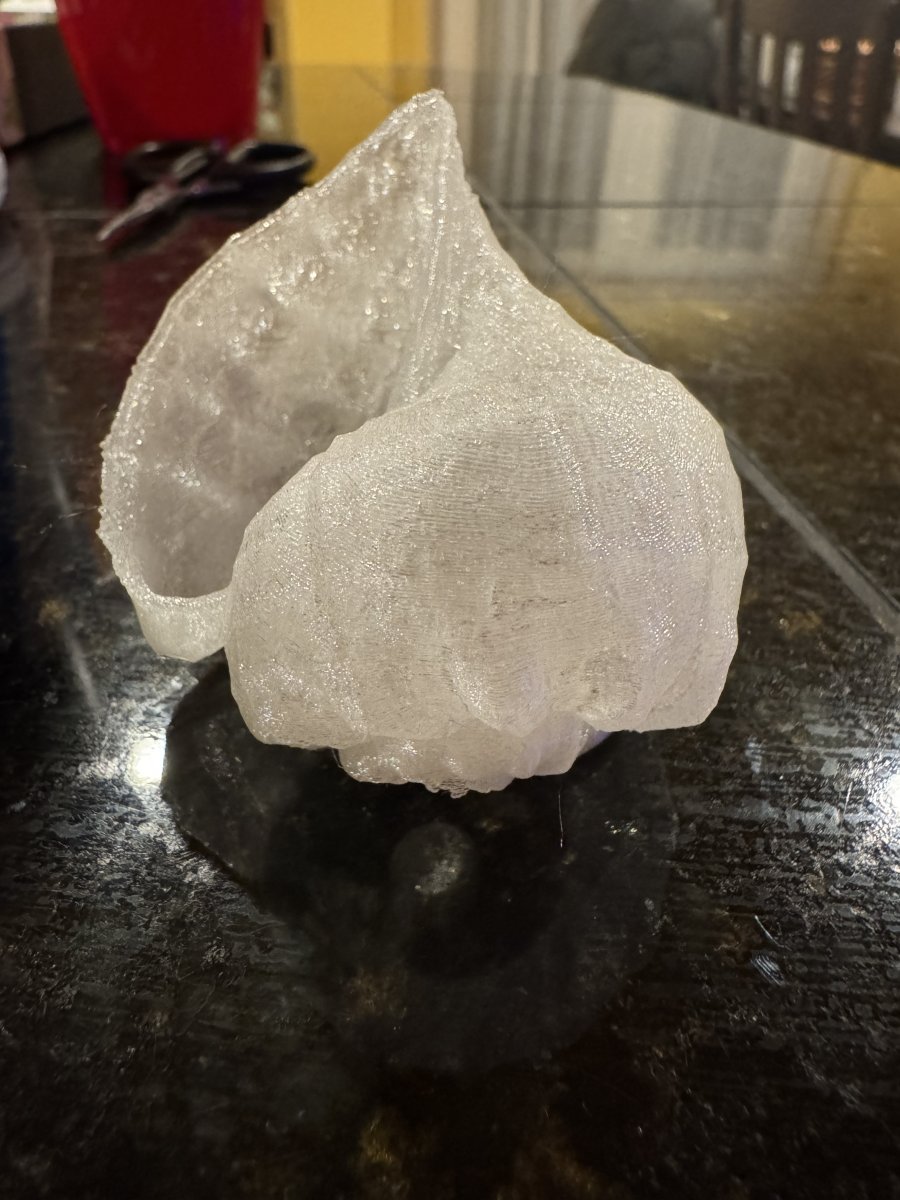 Washington - Miscellaneous - Dry Goods - Anemone Nest Shell - 3D ...