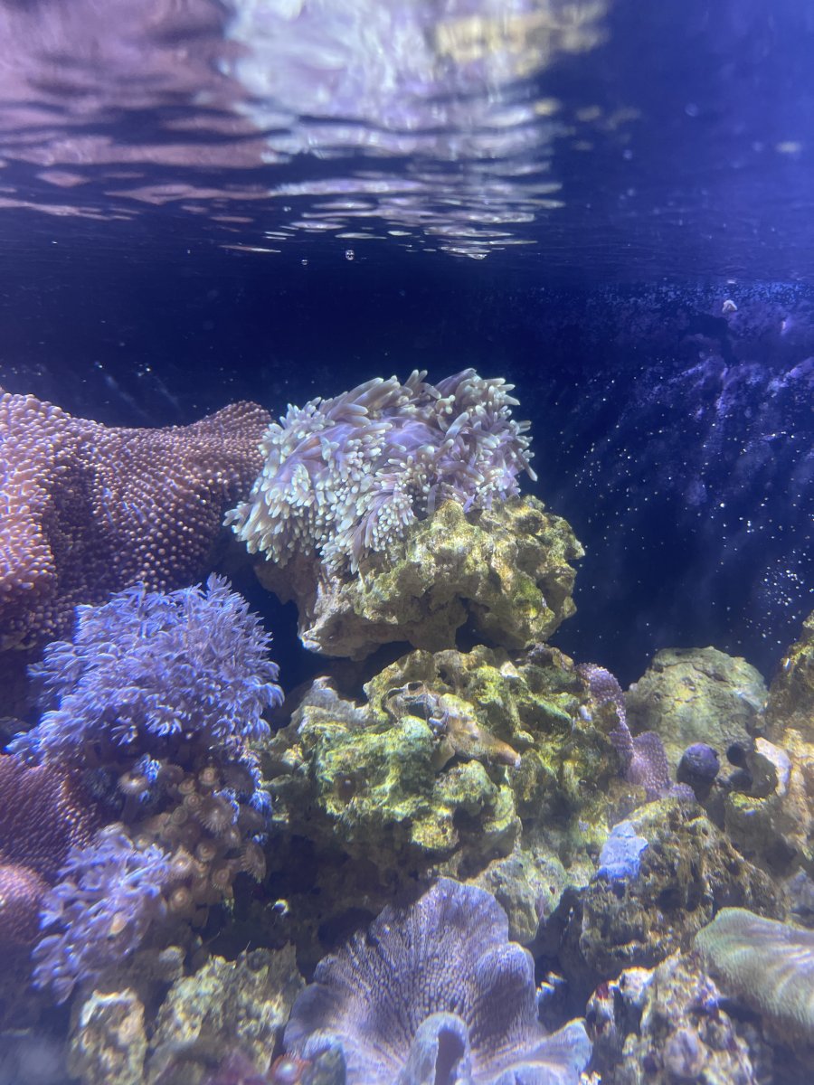 IMG_7515.JPG
