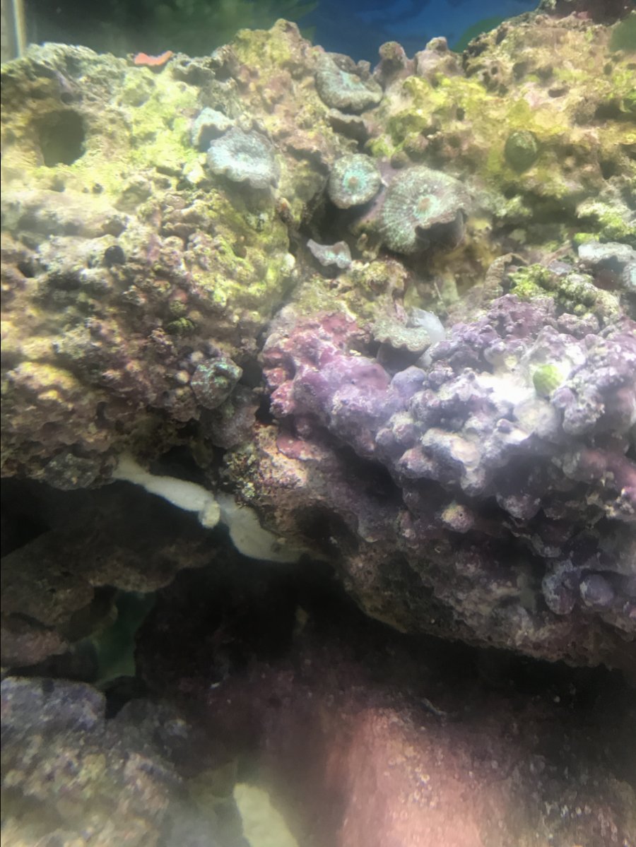 White slime ? | REEF2REEF Saltwater and Reef Aquarium Forum