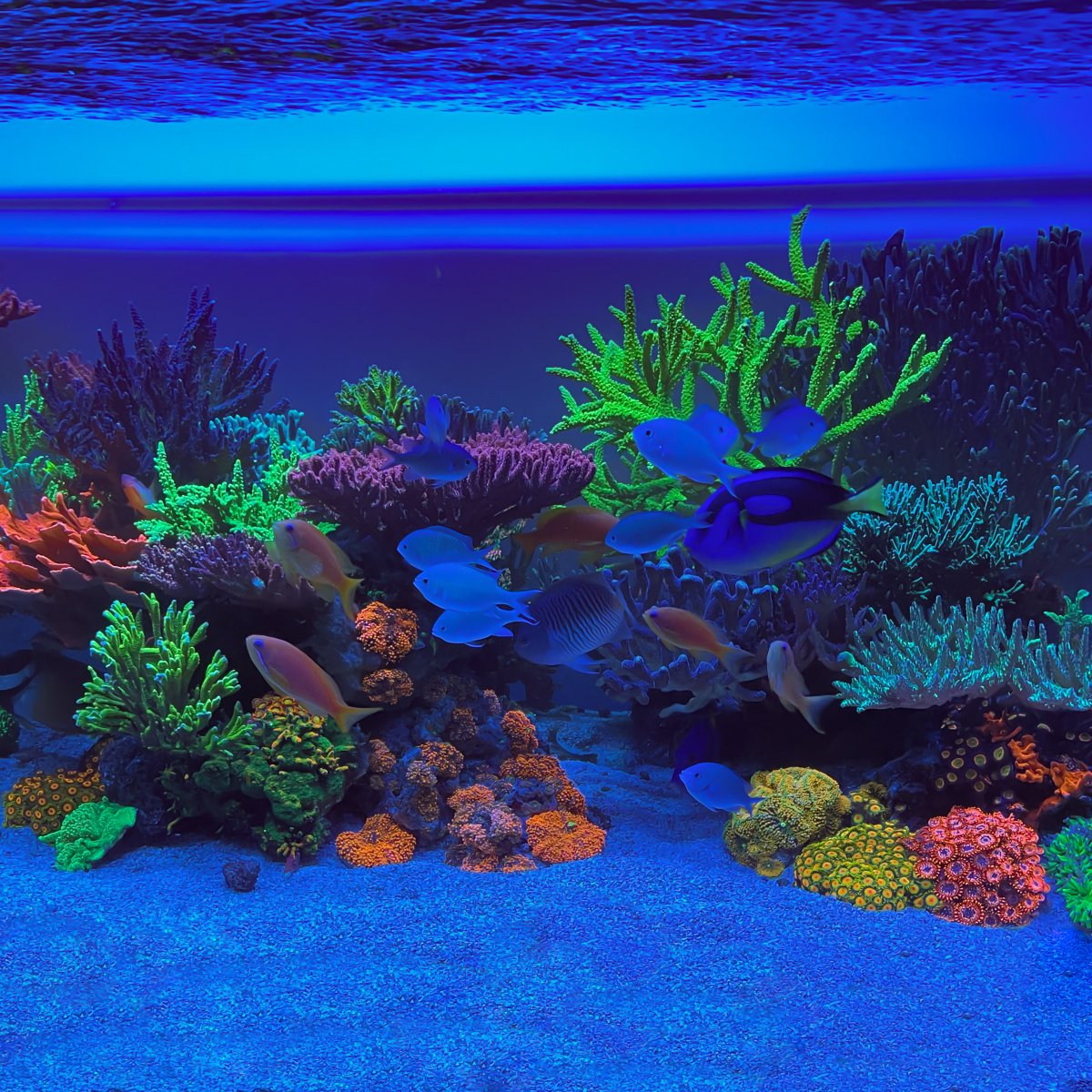 Reef Spotlight - REEF OF THE MONTH - September 2024: SunnyX's Beautiful ...