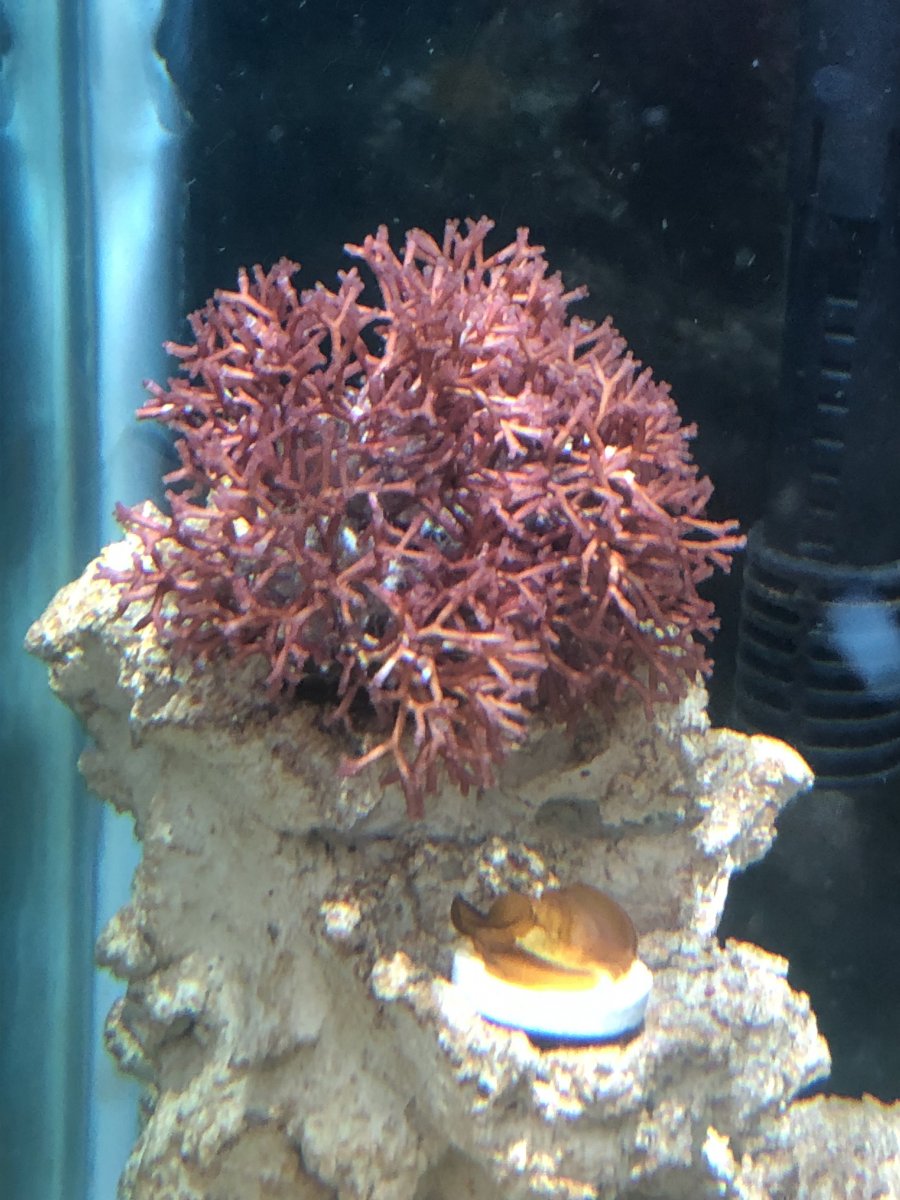 1 inch Live Saltwater Coral Frag Dragons Breath Tongue Macro Algae 