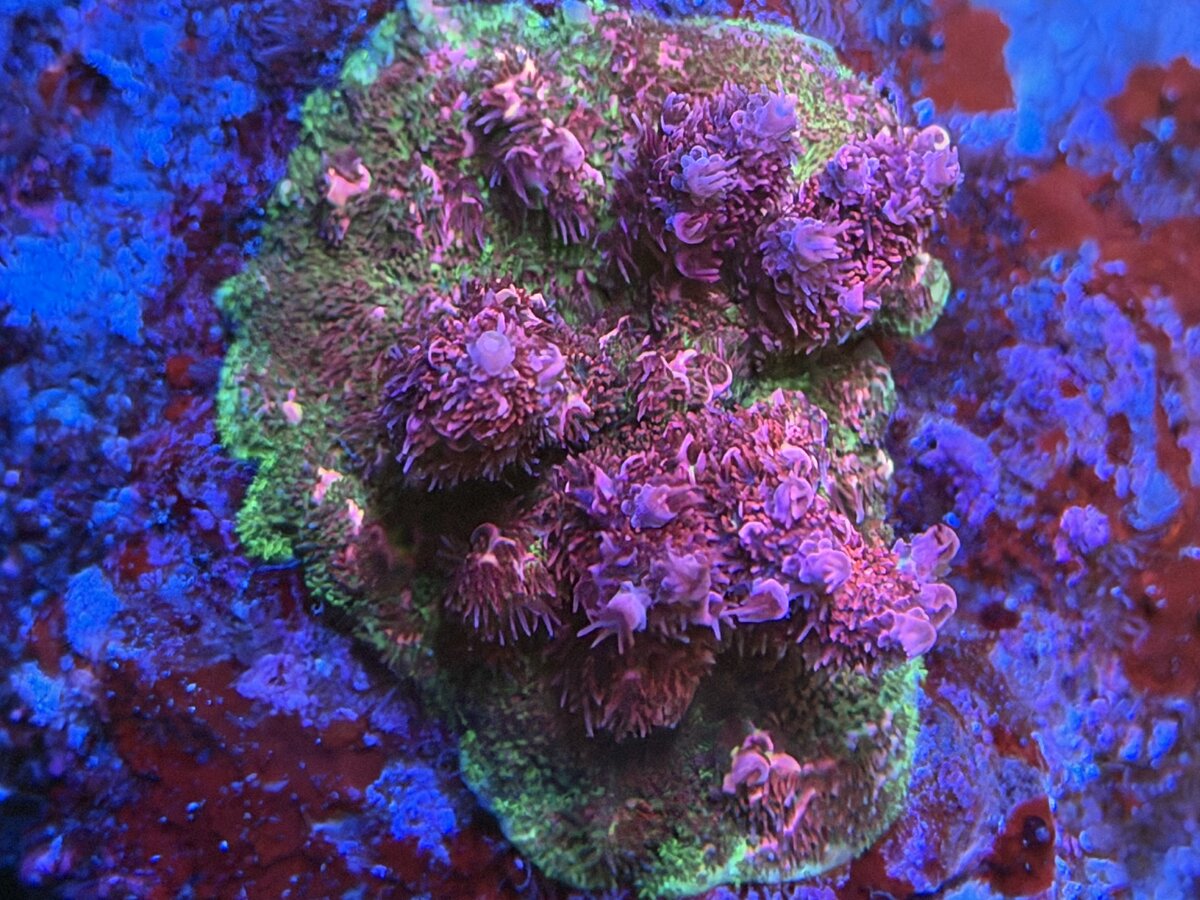 IMG_7588.jpeg