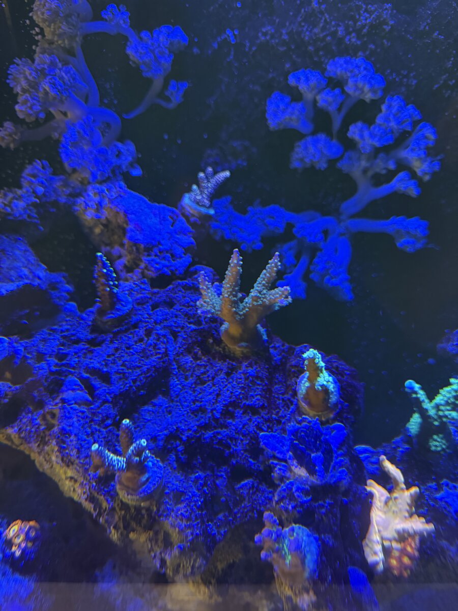 IMG_7603.jpeg