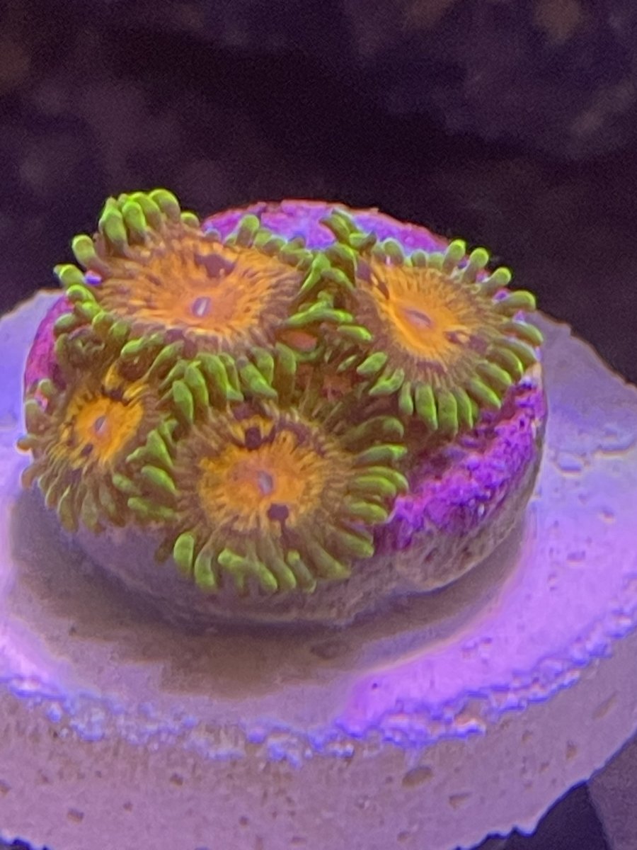 Marvin The Martian Zoanthids main image 1