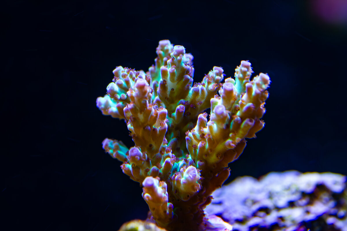IMG_7666.jpg