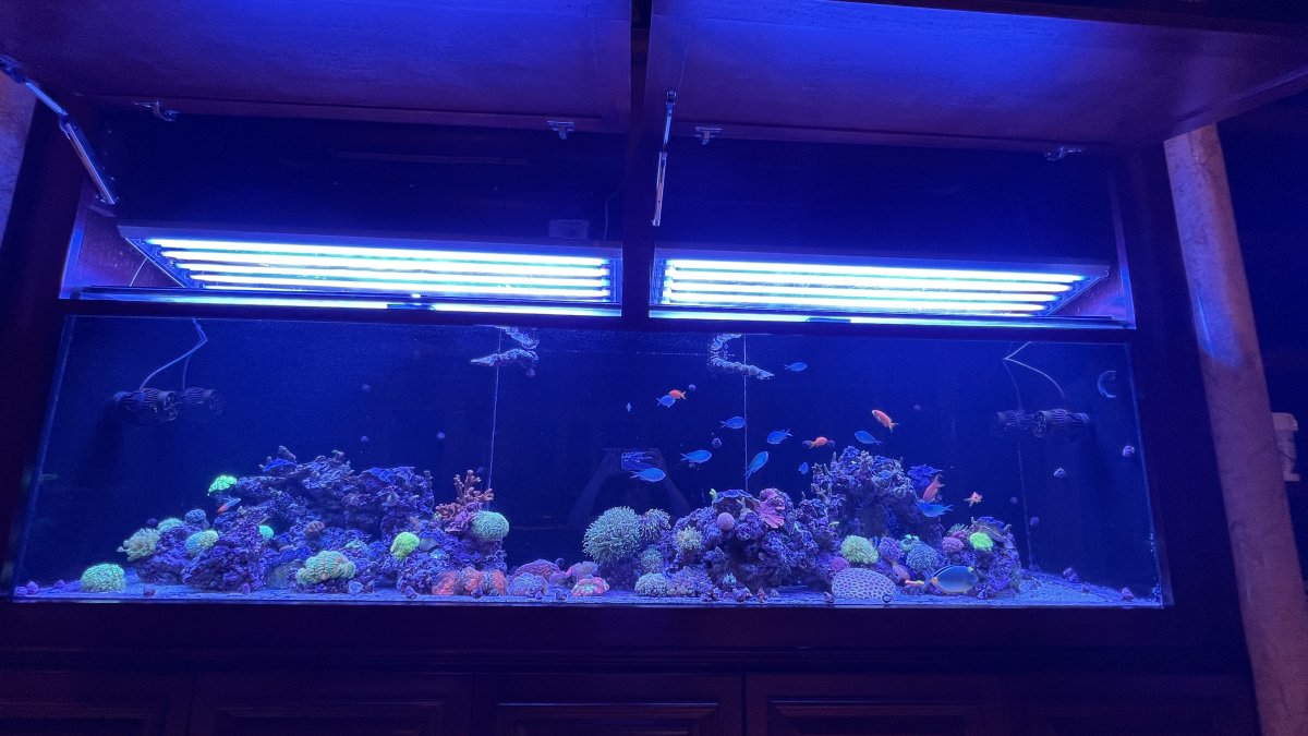 T5 setups post em | Reef2Reef