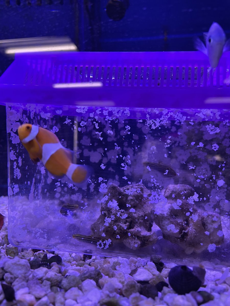 Hectors Goby in 5.5 gallon? | Reef2Reef