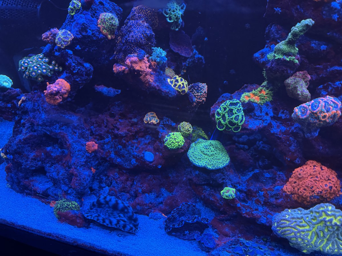 Clams don't seem as popular as they have been in the past. | Page 7 ...