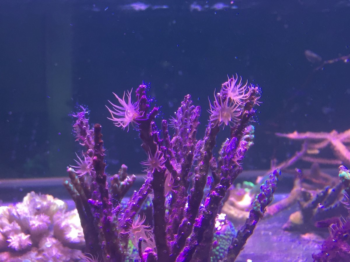 Swedish fish - behind the scenes rebuilding a public aquarium | Page 64 ...