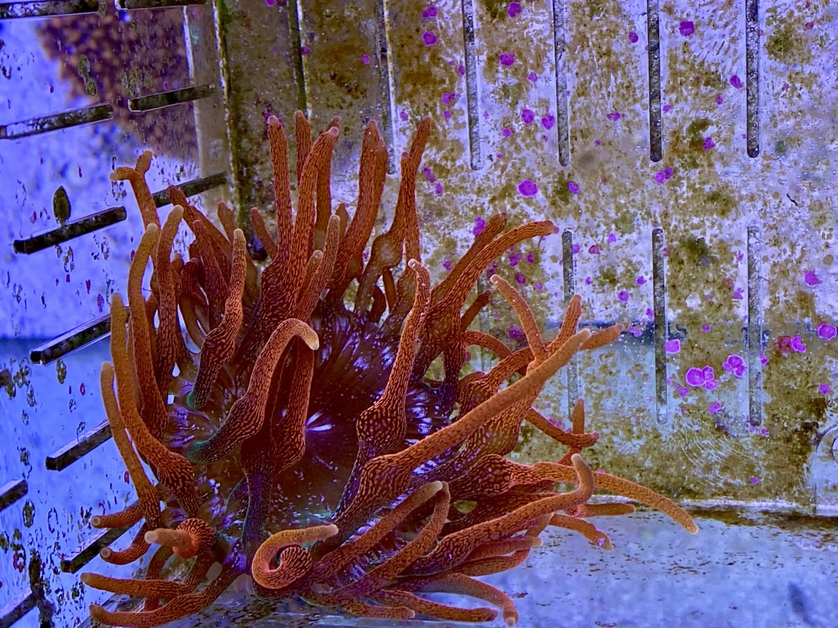 Nano Build - Biocube and custom 80 gal buildish build, Evo no more ...