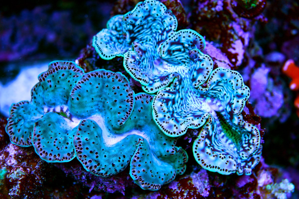 What's your FAVORITE invert for a reef tank? | Page 2 | REEF2REEF ...