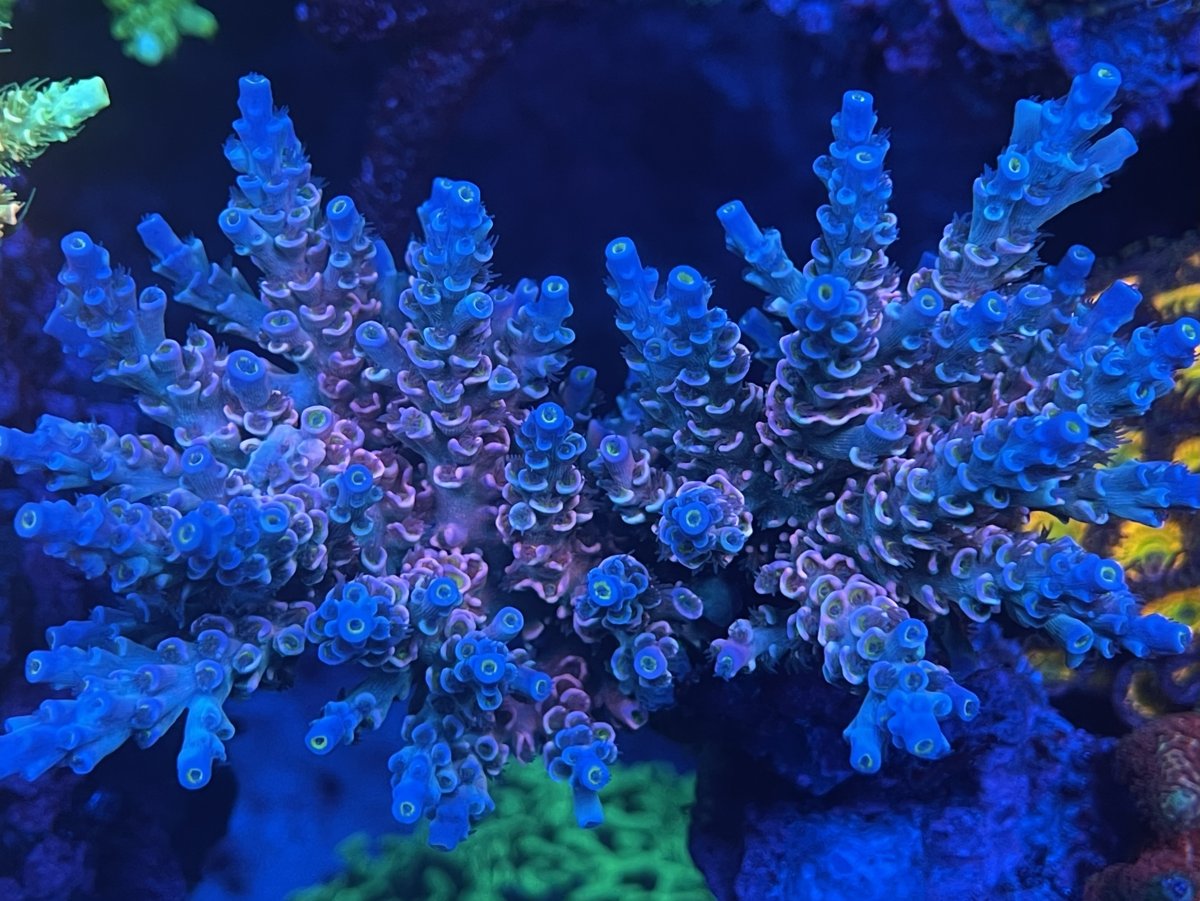 Illinois - Live Goods - Chicago Local SPS - Walt Disney, Homewrecker ...