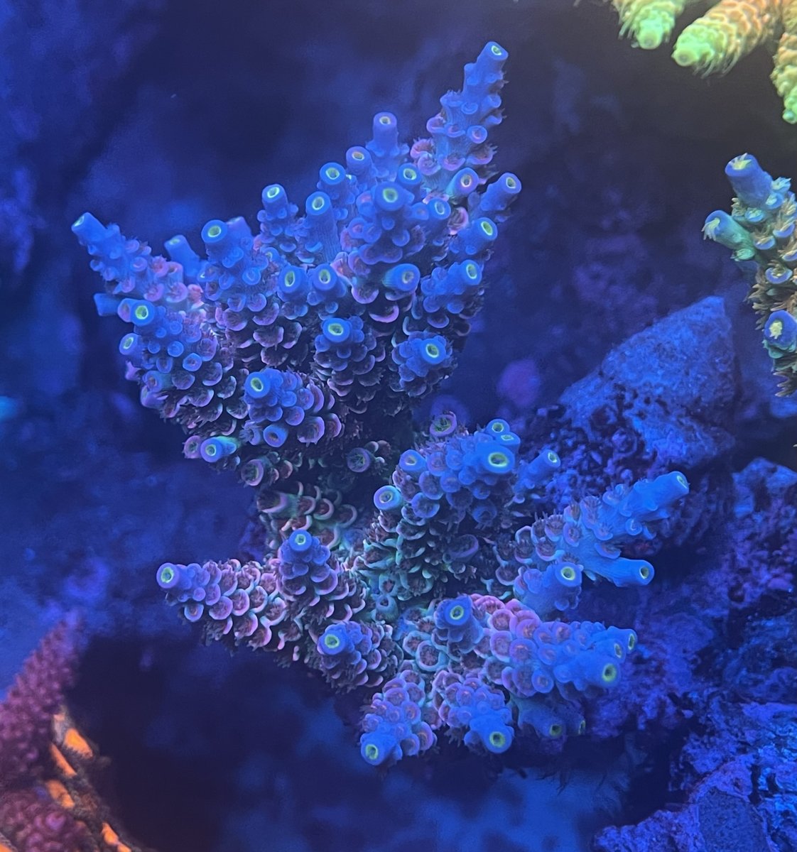 Illinois - Live Goods - Chicago Local SPS - Walt Disney, Homewrecker ...