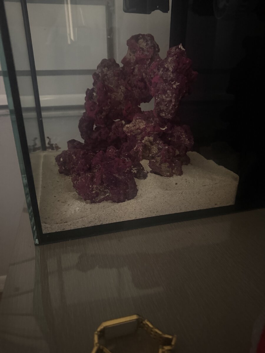 IMG_7867.jpeg