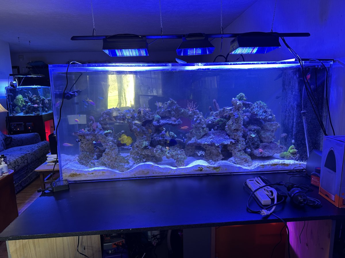 Tax Craze Live Sale 2026 | Page 4 | Reef2Reef