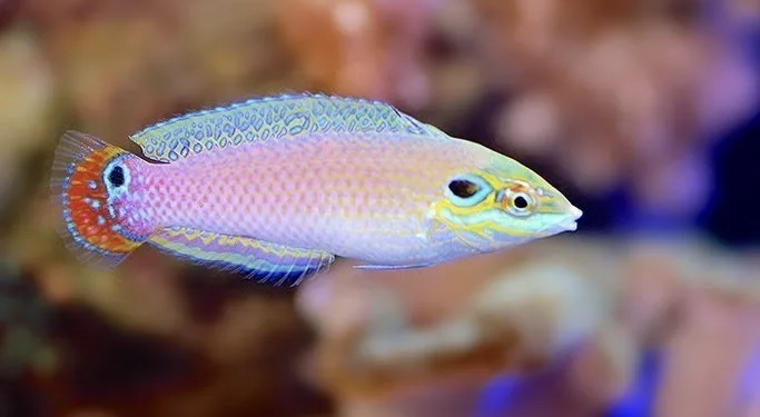 New fish Vs Established fish. Who wins? | Page 2 | Reef2Reef
