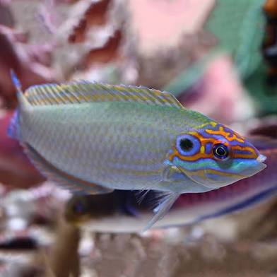 New fish Vs Established fish. Who wins? | Page 2 | Reef2Reef