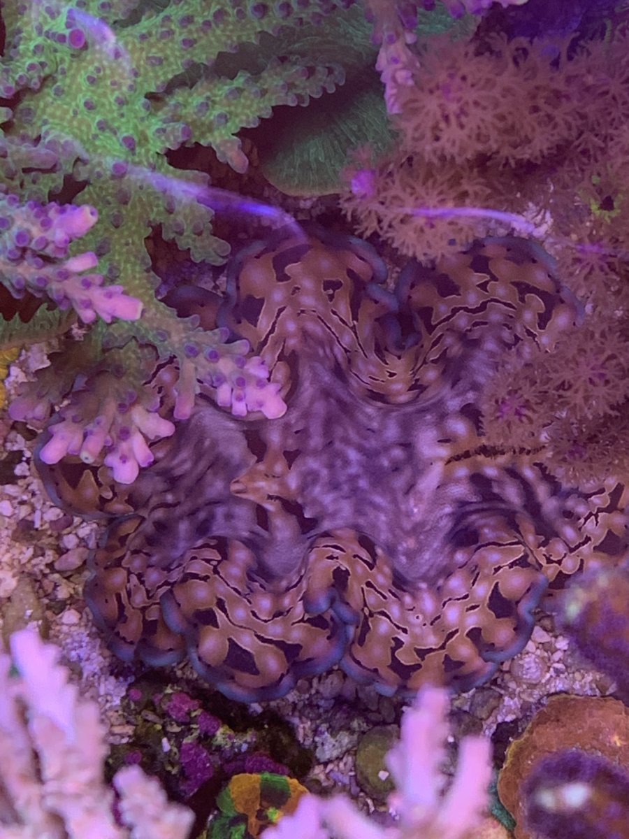 Lets see those CLAM photos! Clams that you have, had, or even ...