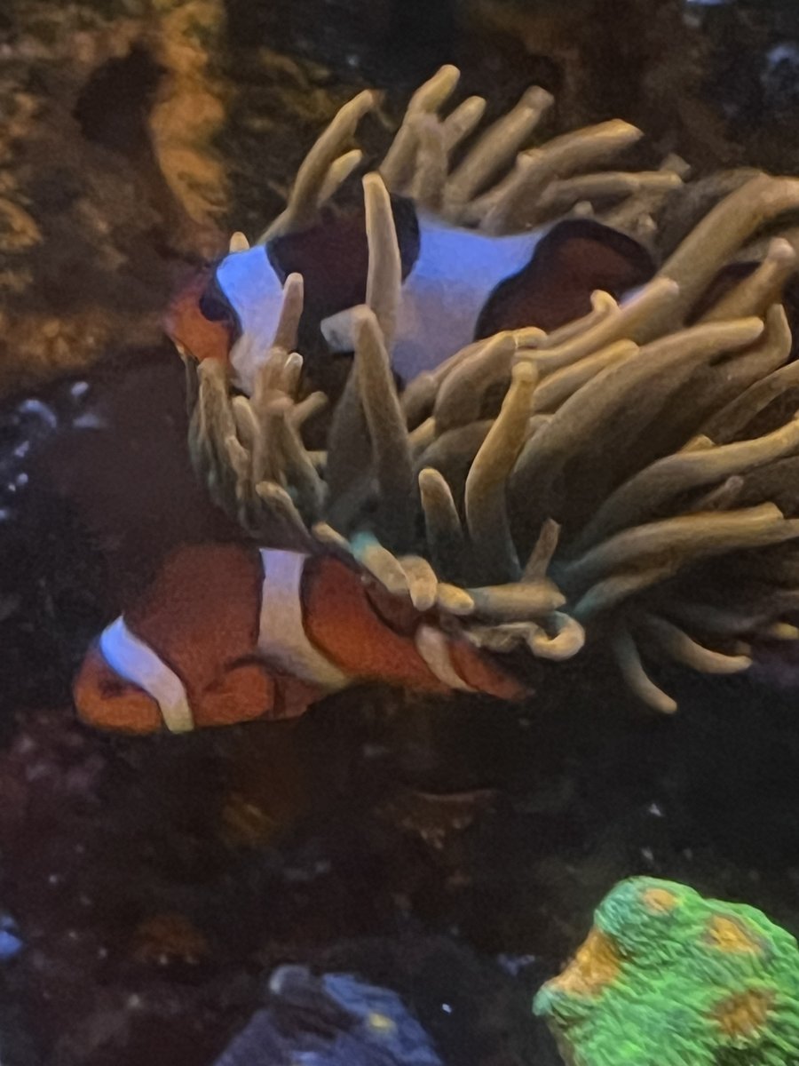 AIO Build - steveschuergers 90 gallon Goni heavy mixed reef. | Page 61 ...