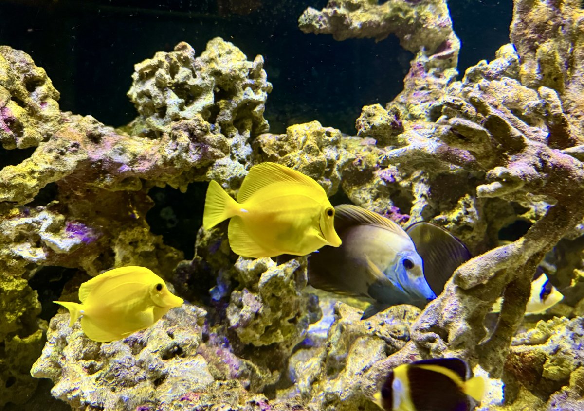 Build Thread - 270 Gallon 