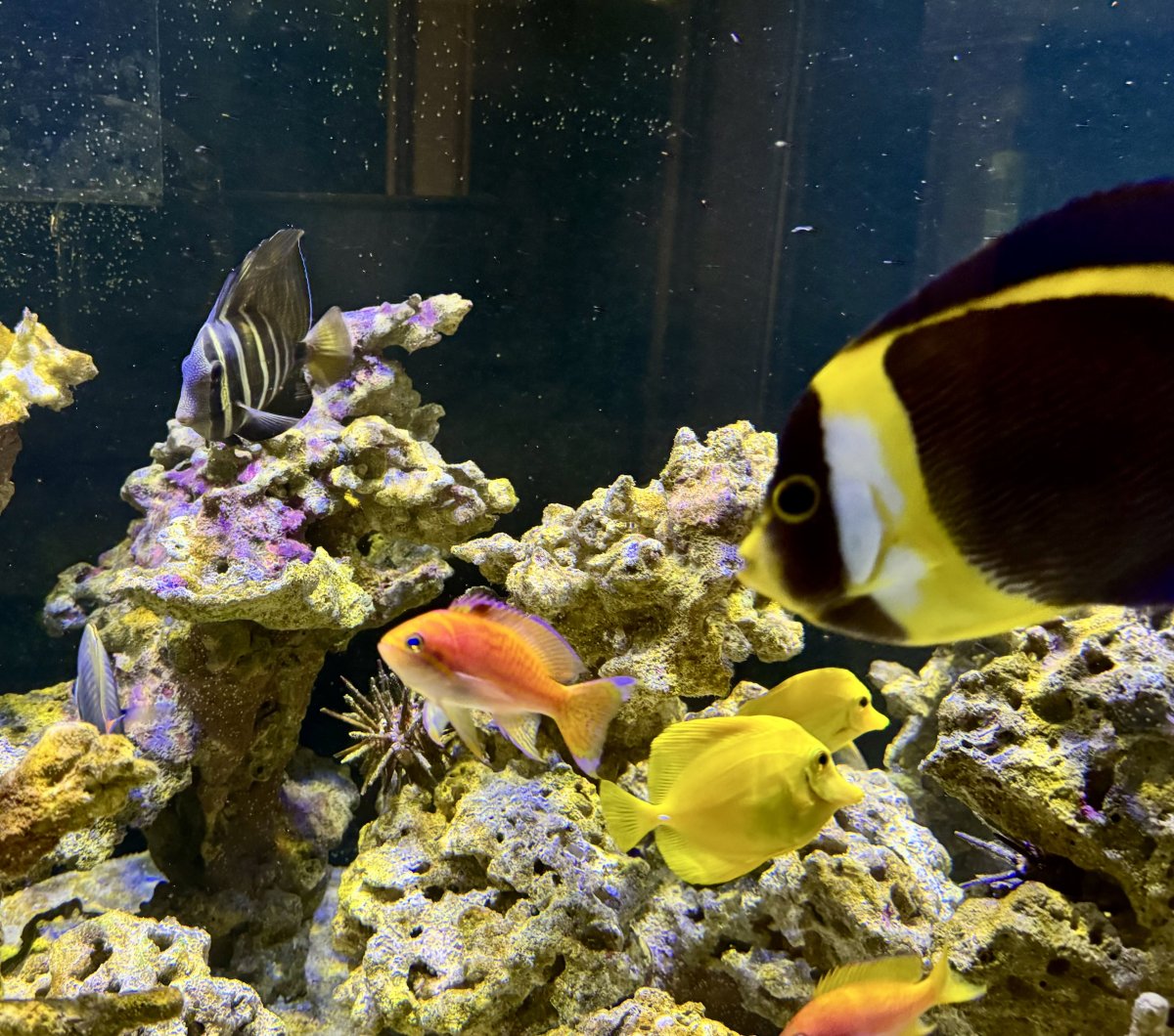 Build Thread - 270 Gallon 