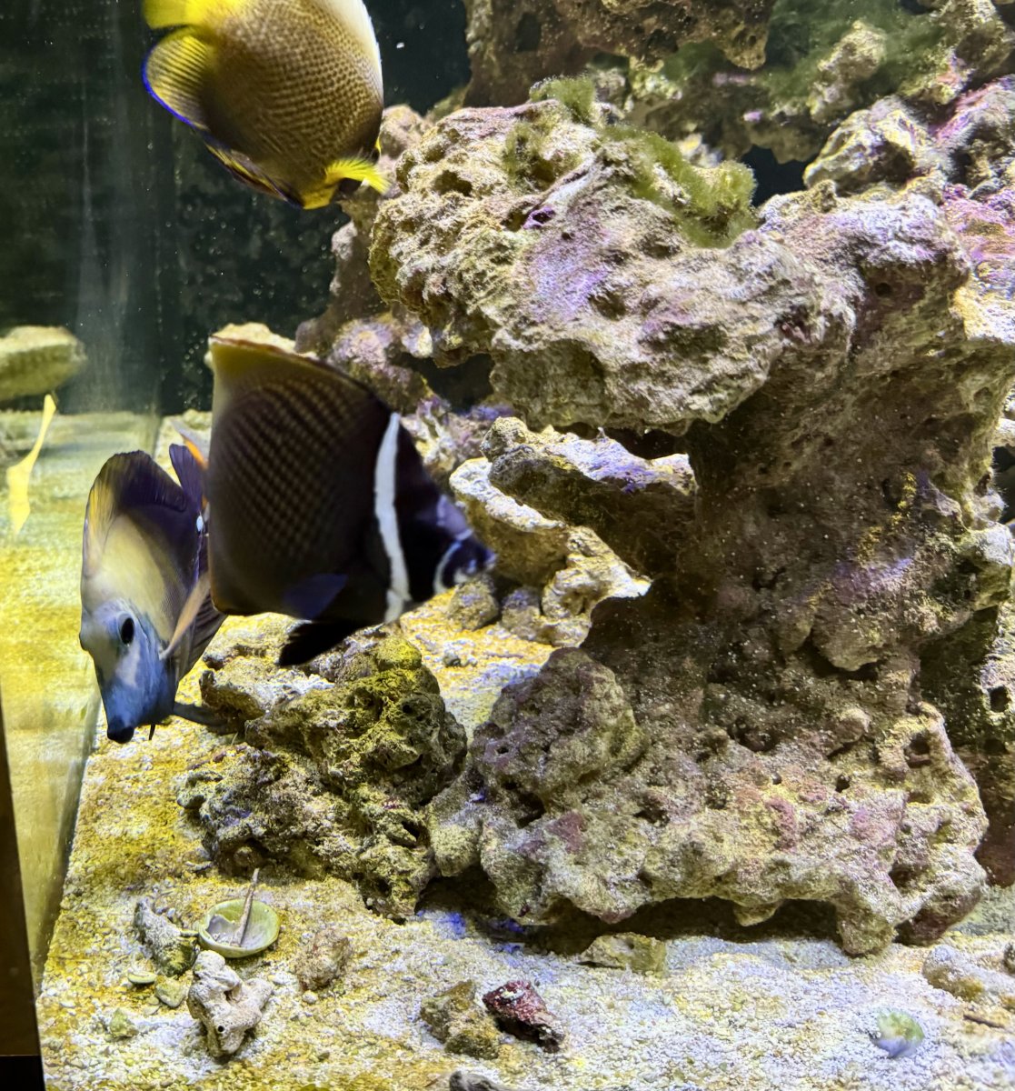 Build Thread - 270 Gallon 