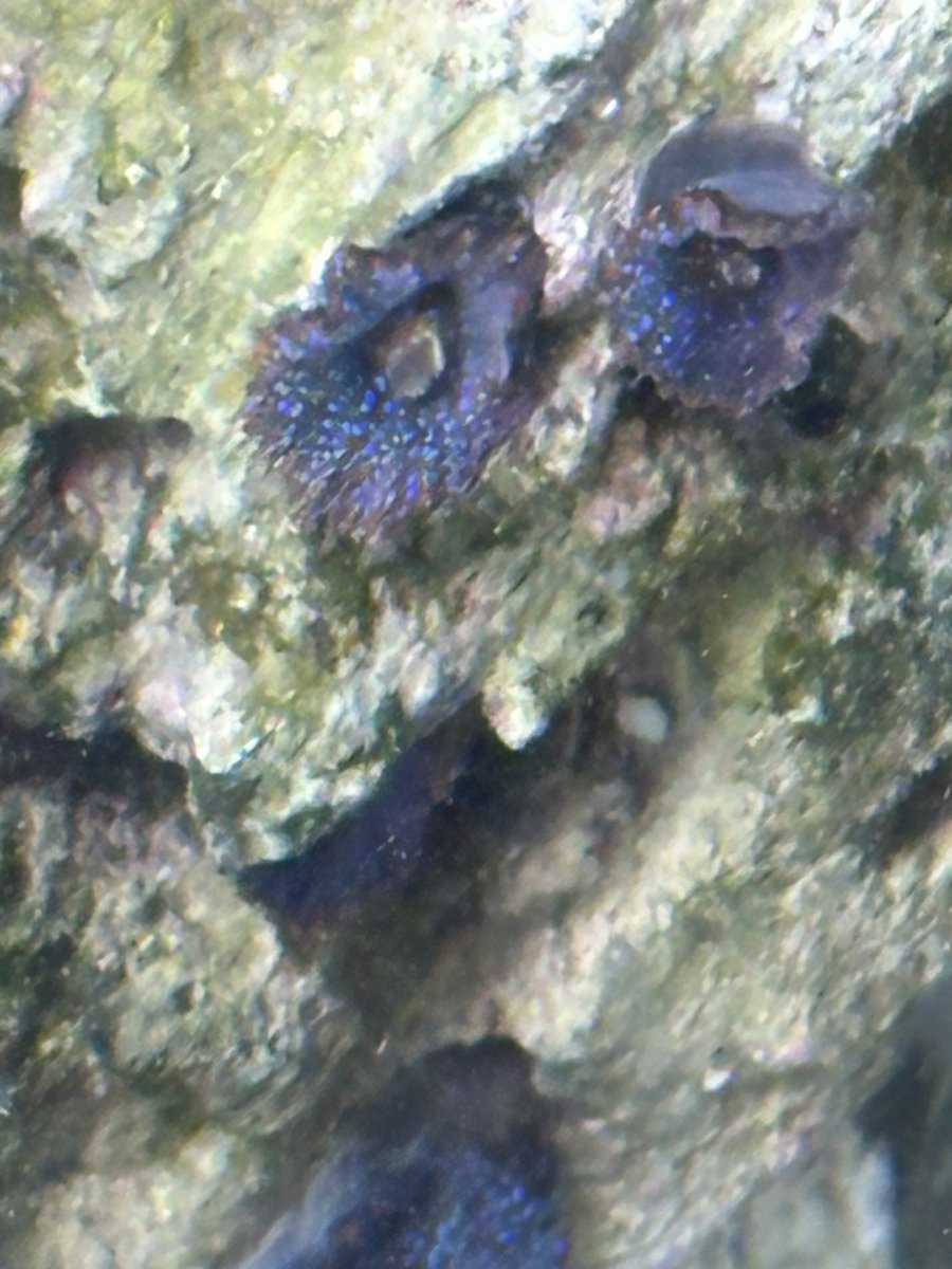 IMG_8116.jpeg