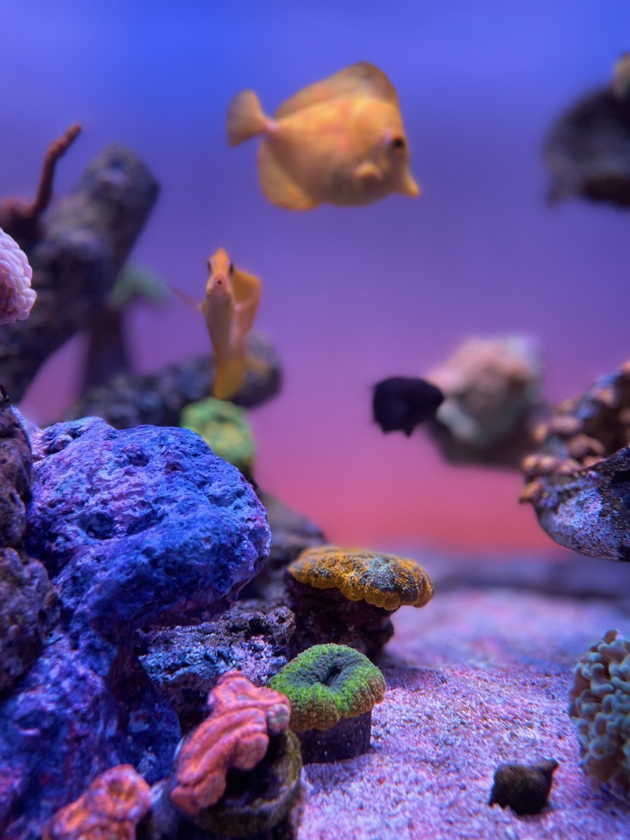 Large Build - @ReefStash CADE Reef S2/P Peninsula 228g mixed reef tank ...