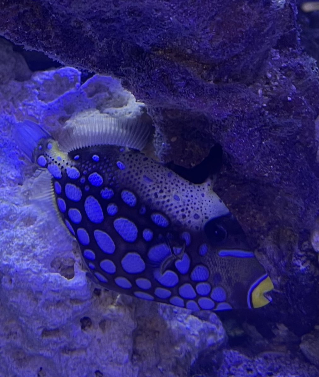 injured-clown-trigger-reef2reef