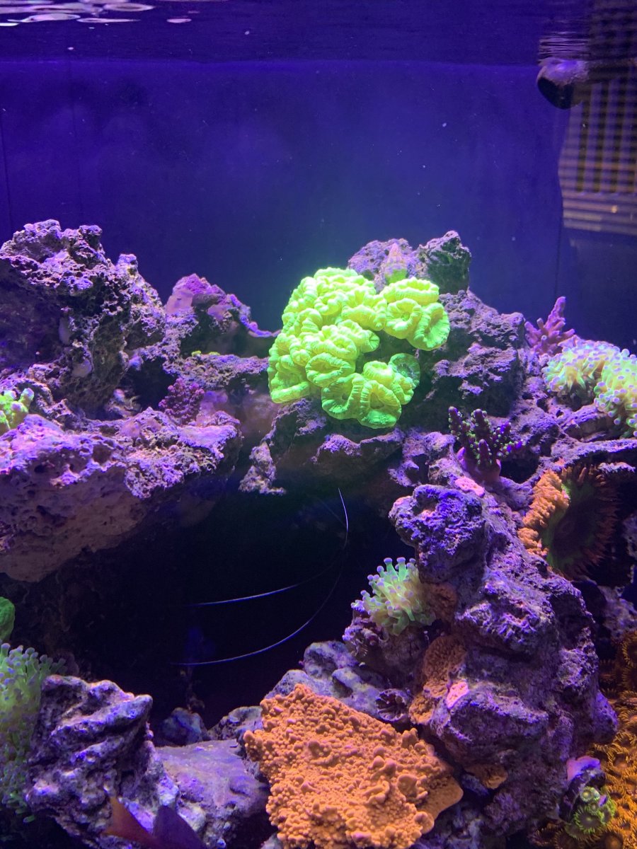 BioCube 32 Gallon LED Aquarium – Aqua Dreams