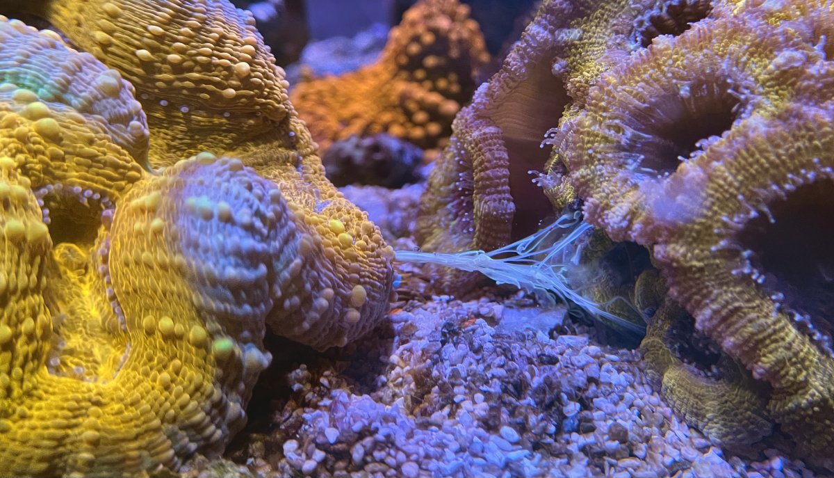 Build Thread - AJ_Tsin's NUVO 10 Studio SPS Mixed Reef