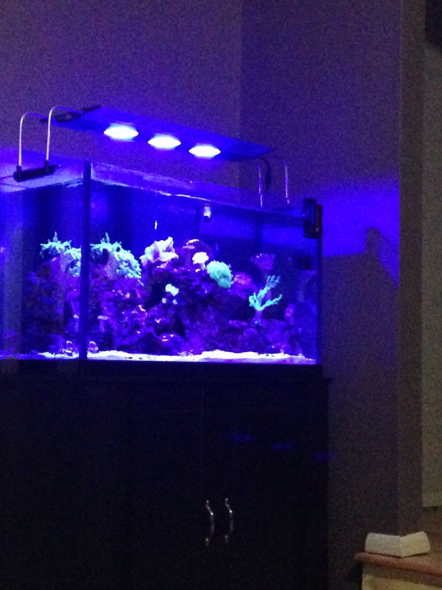 Let's see all those deep blue rimless Reefs | Reef2Reef