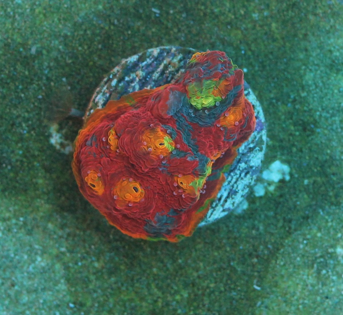 Build Thread - New 50g lowboy frag tank build | Page 2 | Reef2Reef