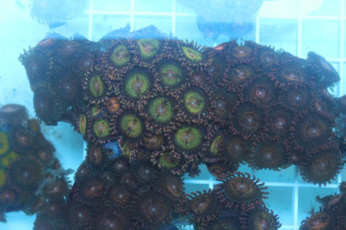 Build Thread - New 50g lowboy frag tank build | Page 2 | Reef2Reef