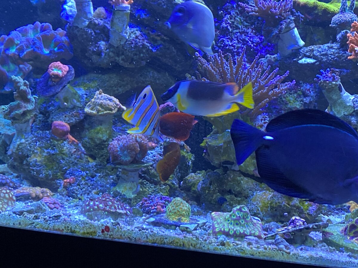 IMG_8309.jpeg