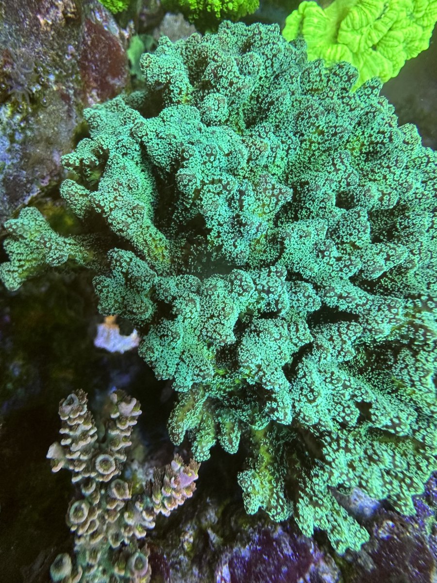 coral reef  Fri Thirstysreef Acropora Coral SBB Heisenberg 3/4 Inch | eBay