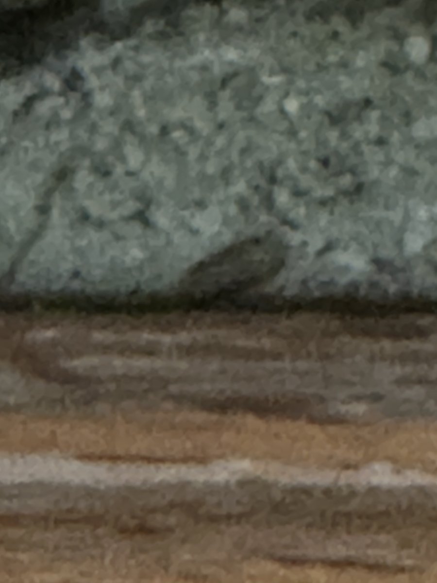 IMG_8360.jpeg
