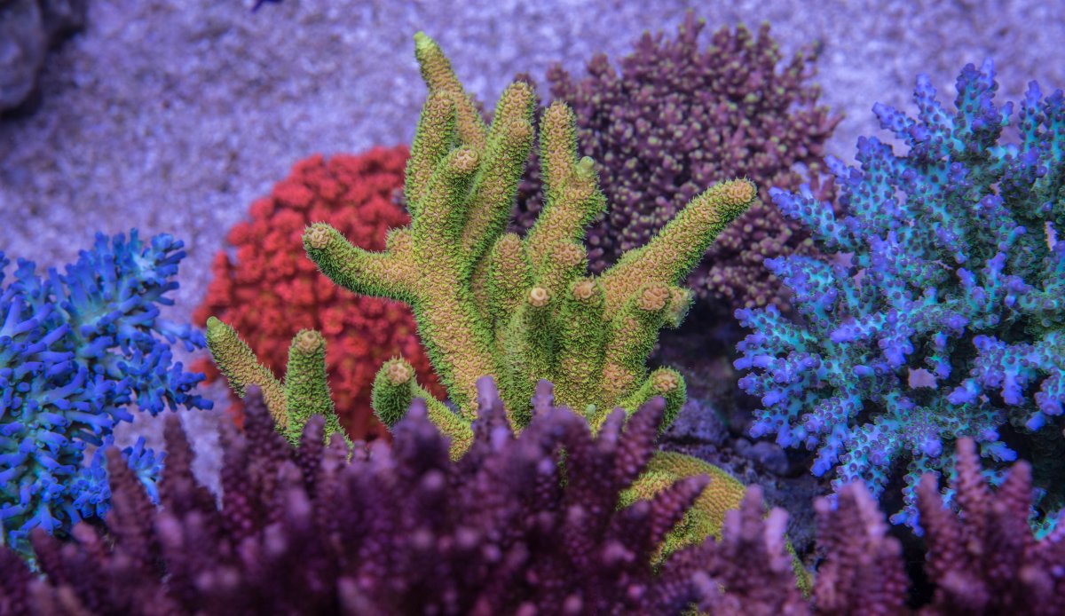 My acro collection aka my obsession | Page 8 | REEF2REEF Saltwater and ...