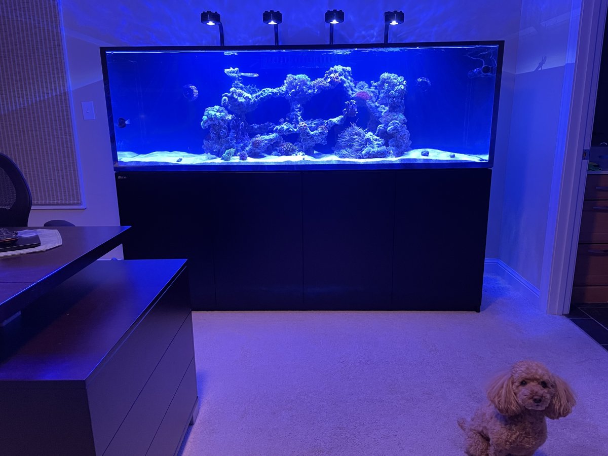 Large Build - My 600-Lb. Aquarium ( John K's Journey though sanity loss ...