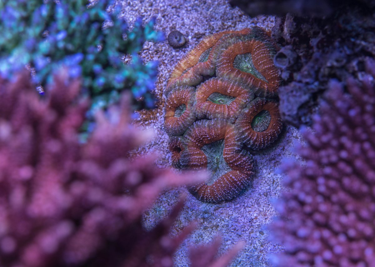 My acro collection aka my obsession | Page 8 | REEF2REEF Saltwater and ...