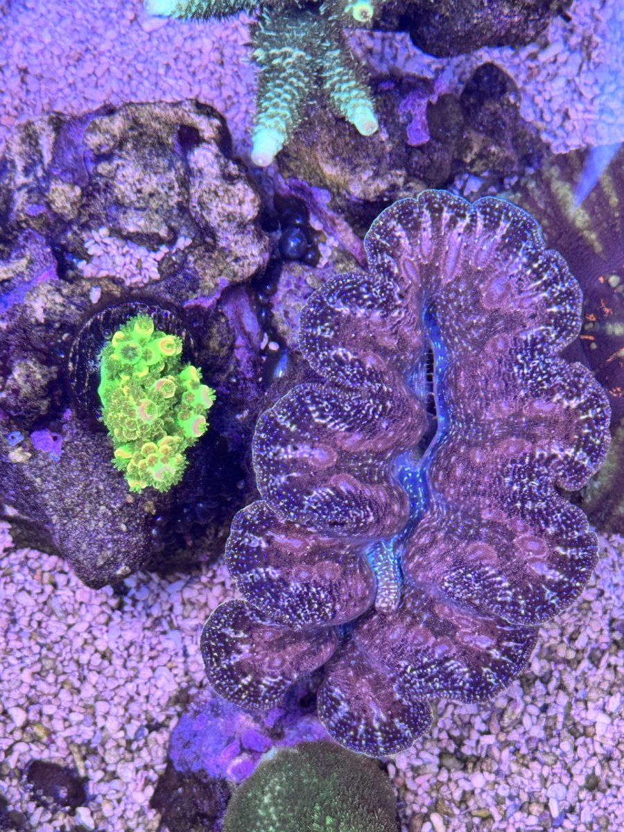 Clams don't seem as popular as they have been in the past. | Page 7 ...