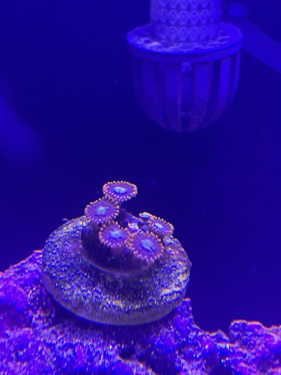Why are my zoas 2 polyps like almost gone not even just closed? | Reef2Reef