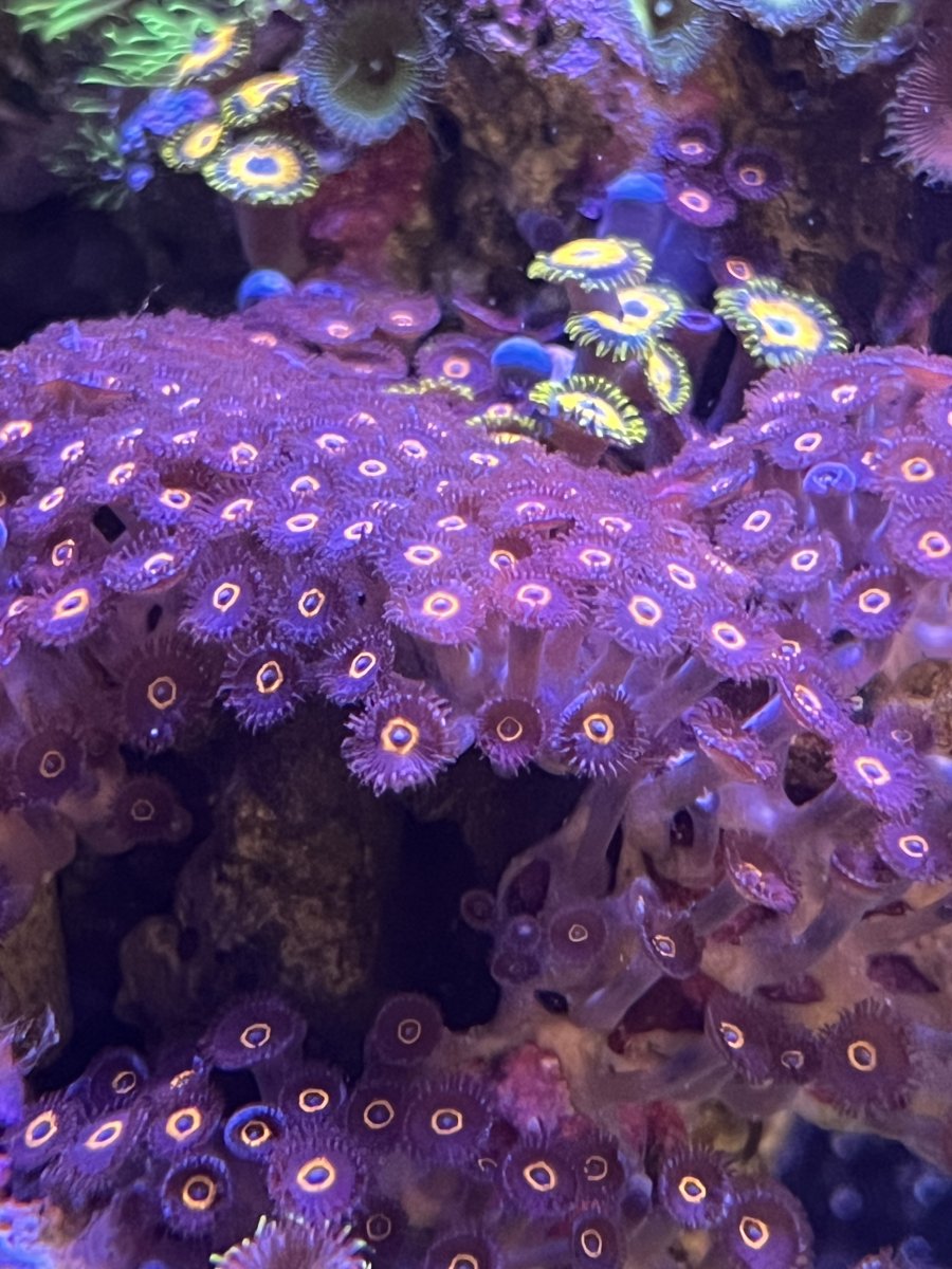 Zoa ID | Reef2Reef