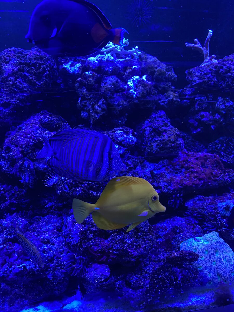 Cost of fish going up | Reef2Reef