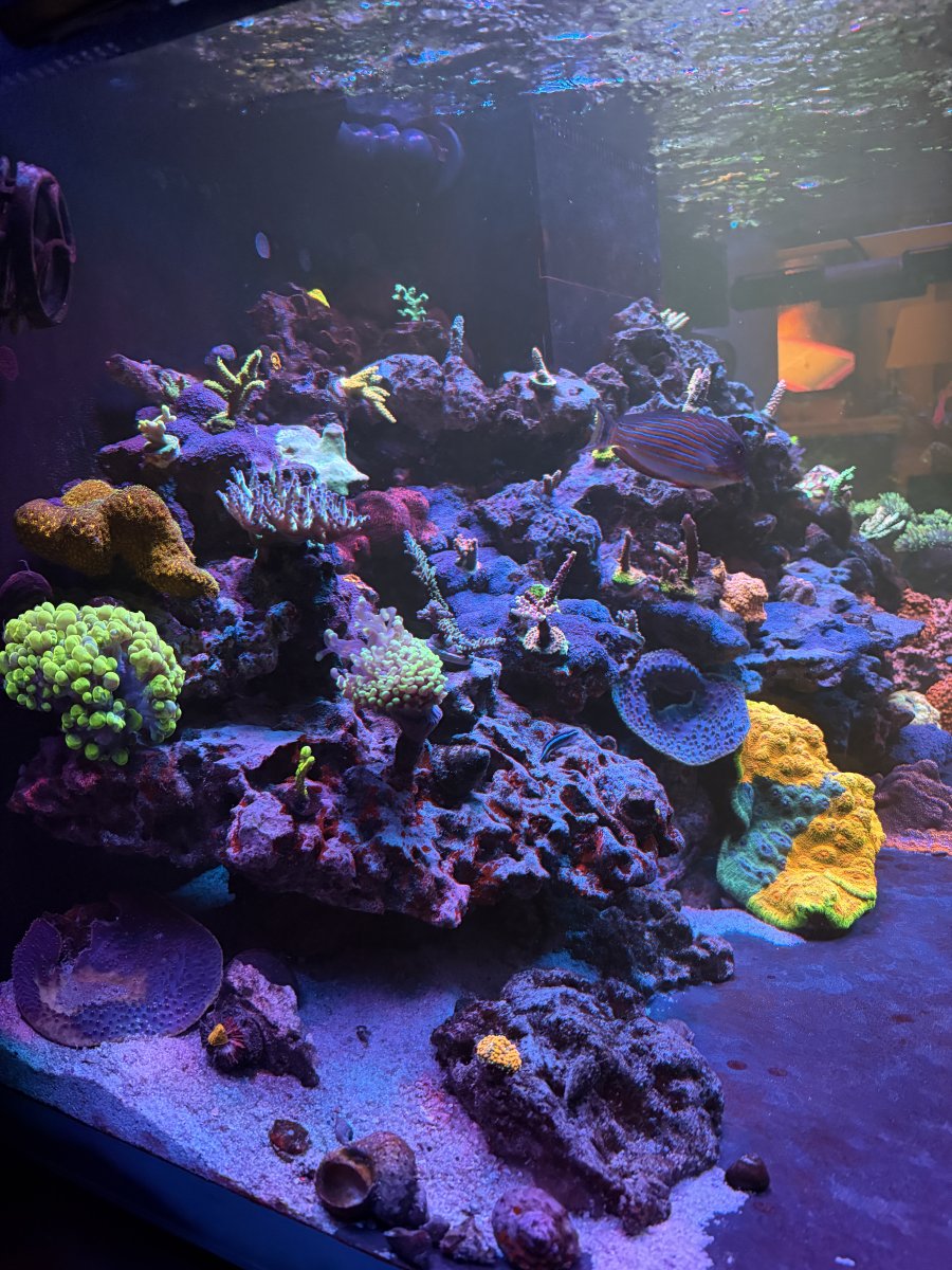 IMG_8524.jpeg