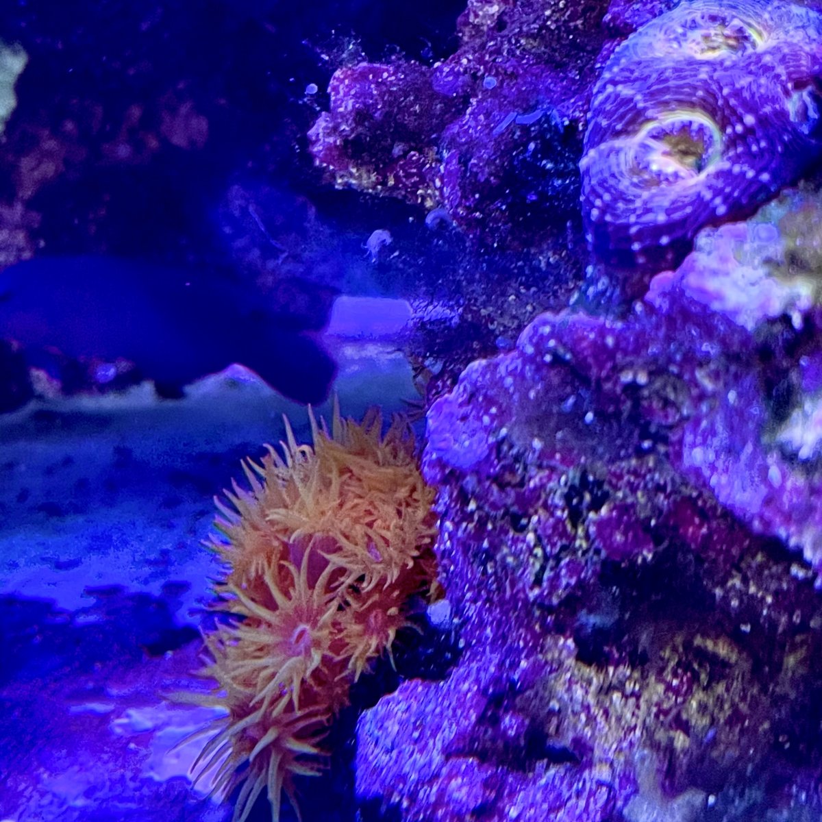 Build Thread - EithelSirion's 75 Gallon DIY SPS & Gorgonian Reef | Page ...