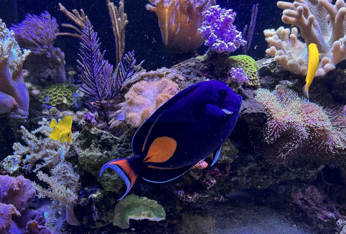 What is your personal favorite tang in your tank? | Page 2 | Reef2Reef