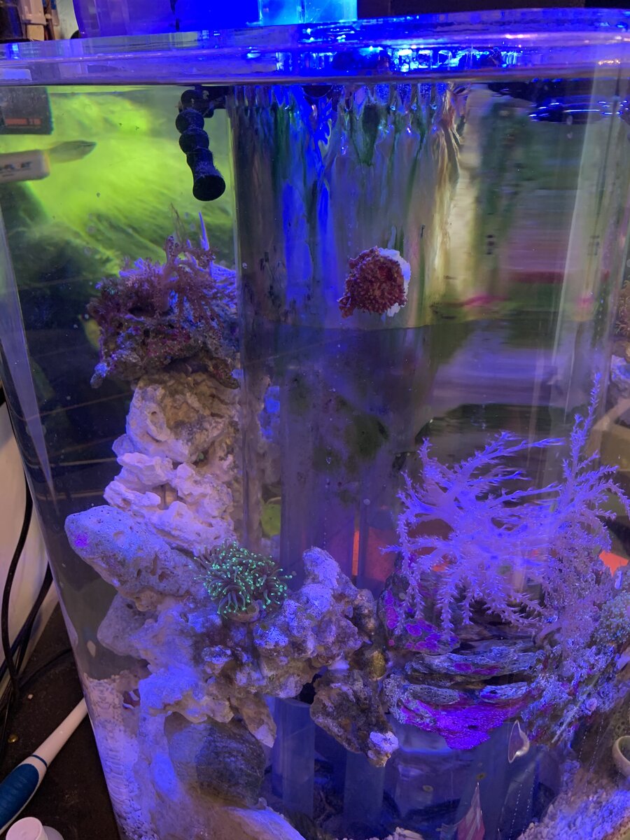 My “top secret” “highly patented” algae scraper. Video | Reef2Reef