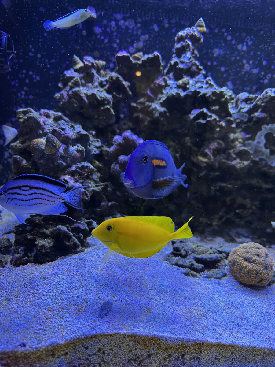 IMG_8622.jpeg